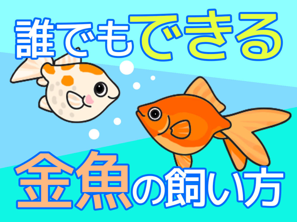誰でもできる金魚の飼い方!初心者も簡単・やさしい金魚の飼育ステップのサムネイル画像