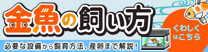 金魚の飼い方・設備・産卵までを解説したバナー画像