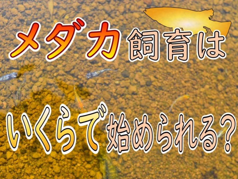 メダカ飼育はいくらで始められる？の文字入り見出し画像