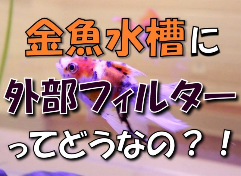 金魚水槽に外部フィルターってどうなのの見出し画像