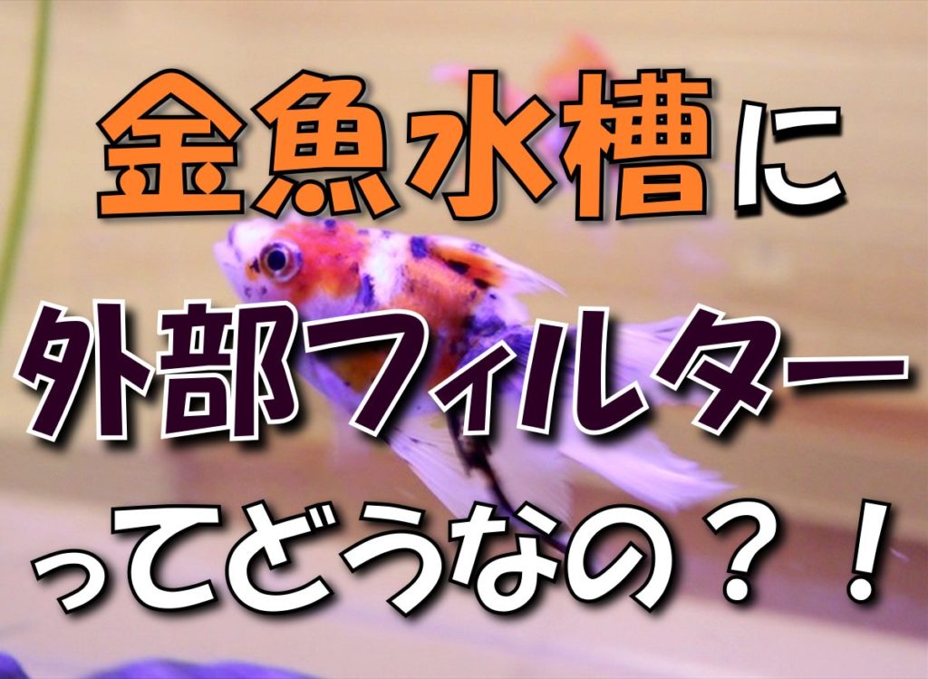 金魚水槽に外部フィルターってどうなの?メリットとデメリットと使用例のサムネイル画像