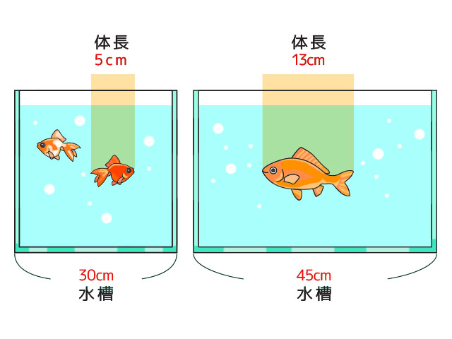 金魚の体長と水槽サイズの適合率を示す比較イラスト