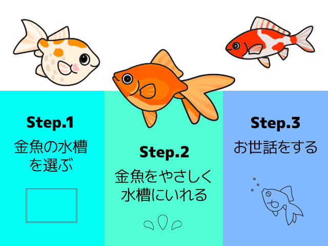 金魚の水槽選びからお世話までの3ステップの解説画像