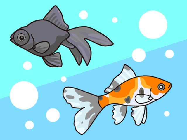 黒い出目金と朱色の金魚のイラスト