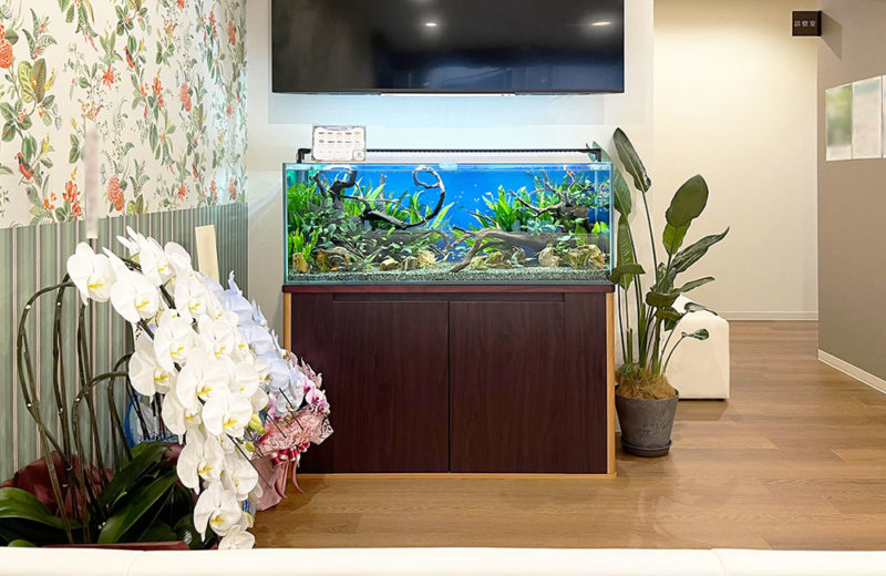 くまべクリニック様の120cm淡水魚水槽!特徴ある流木が印象的です 水槽画像2