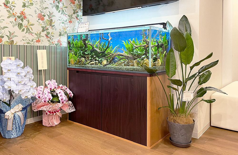 観葉植物と胡蝶蘭に囲まれた大型水草水槽の設置風景