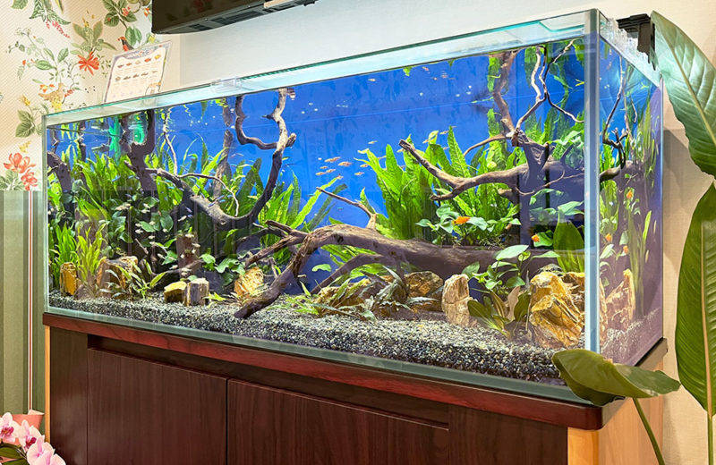 くまべクリニック様の120cm淡水魚水槽!特徴ある流木が印象的です 水槽画像3