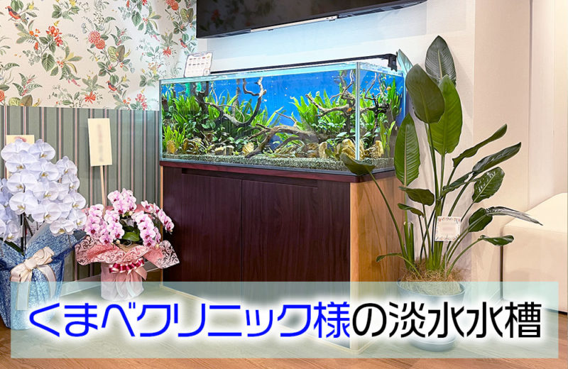 くまべクリニック様の120cm淡水魚水槽!特徴ある流木が印象的です 水槽画像1
