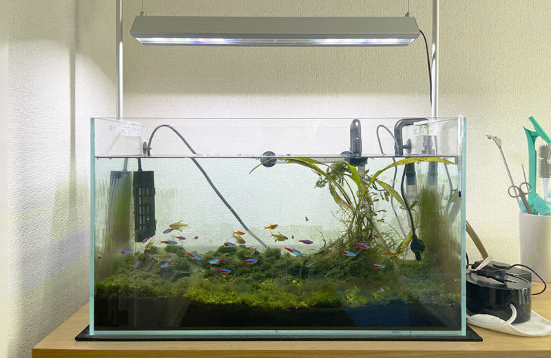 個人宅様の60cm淡水水槽をリニューアル！スポットメンテナンスの事例です 水槽画像３