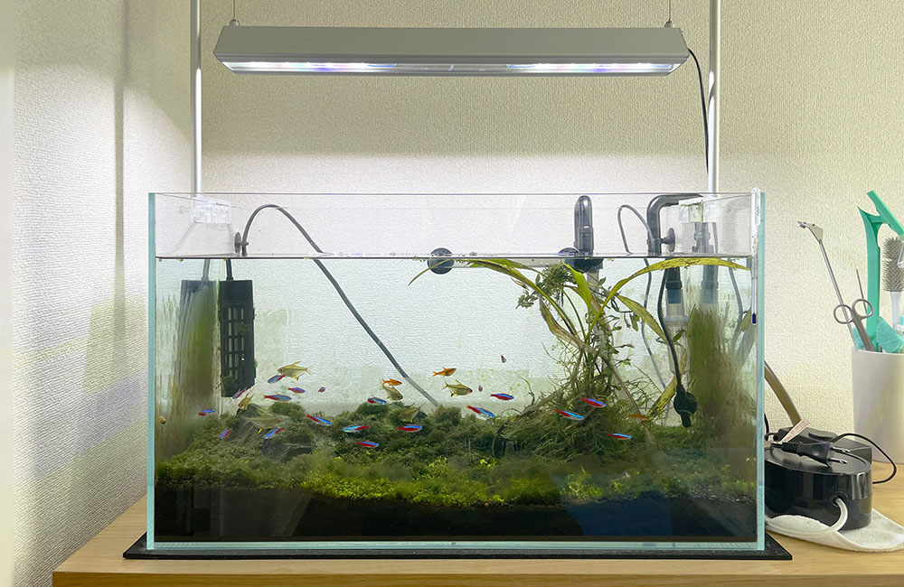 ネオンテトラの仲間と水草が泳ぐ吊り下げ照明の水槽