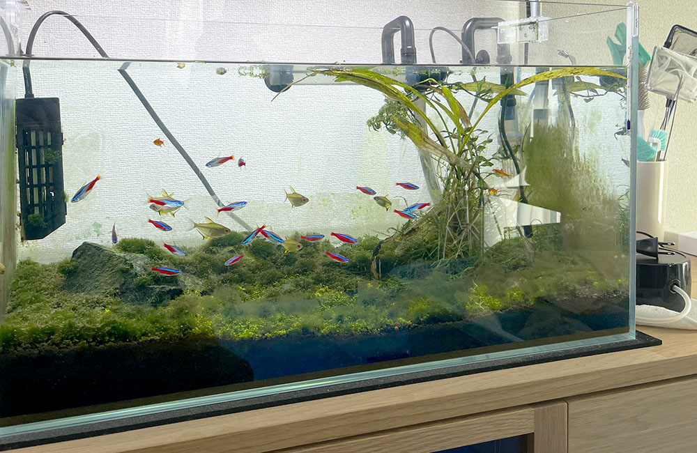 ネオンテトラの仲間が泳ぐ水草レイアウトの水槽