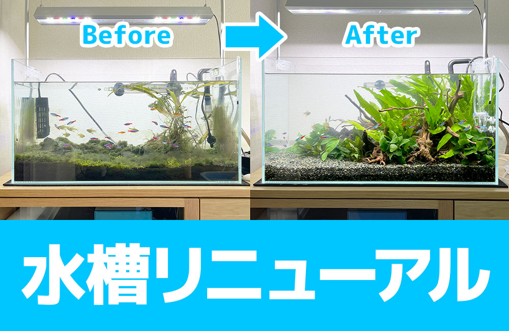 個人宅様の60cm淡水水槽をリニューアル！スポットメンテナンスの事例です