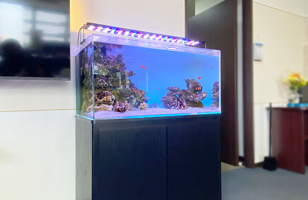 青い照明が灯る海水魚水槽と黒い水槽台の設置風景