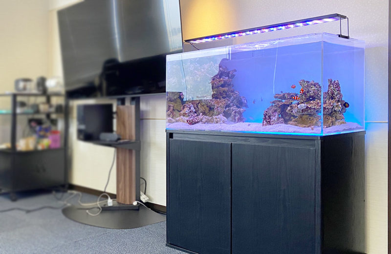 応接スペースに海水魚水槽をレンタル!90cm水槽の事例 水槽画像3