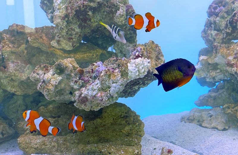 応接スペースに海水魚水槽をレンタル!90cm水槽の事例 水槽画像4