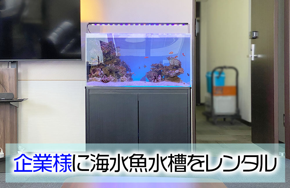 応接スペースに海水魚水槽をレンタル！90cm水槽の事例のサムネイル画像