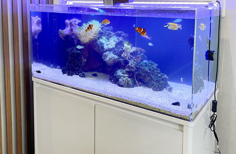 企業様の90cmサンゴ水槽!イソギンチャクやクマノミも育っています! 水槽画像5