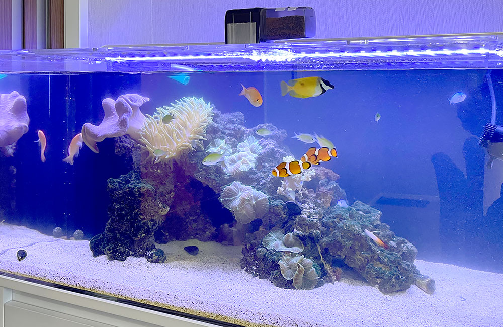 クマノミや海水魚が泳ぐサンゴ礁を再現した海水水槽
