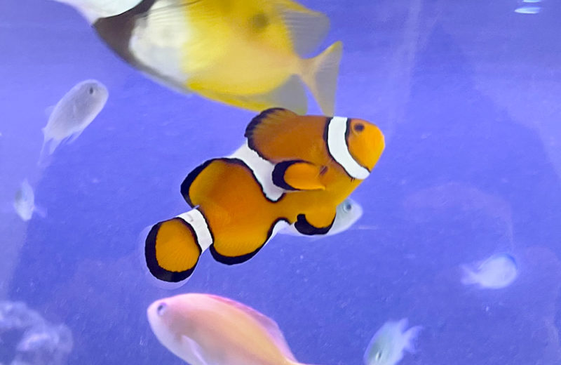 企業様の90cmサンゴ水槽!イソギンチャクやクマノミも育っています! 水槽画像3