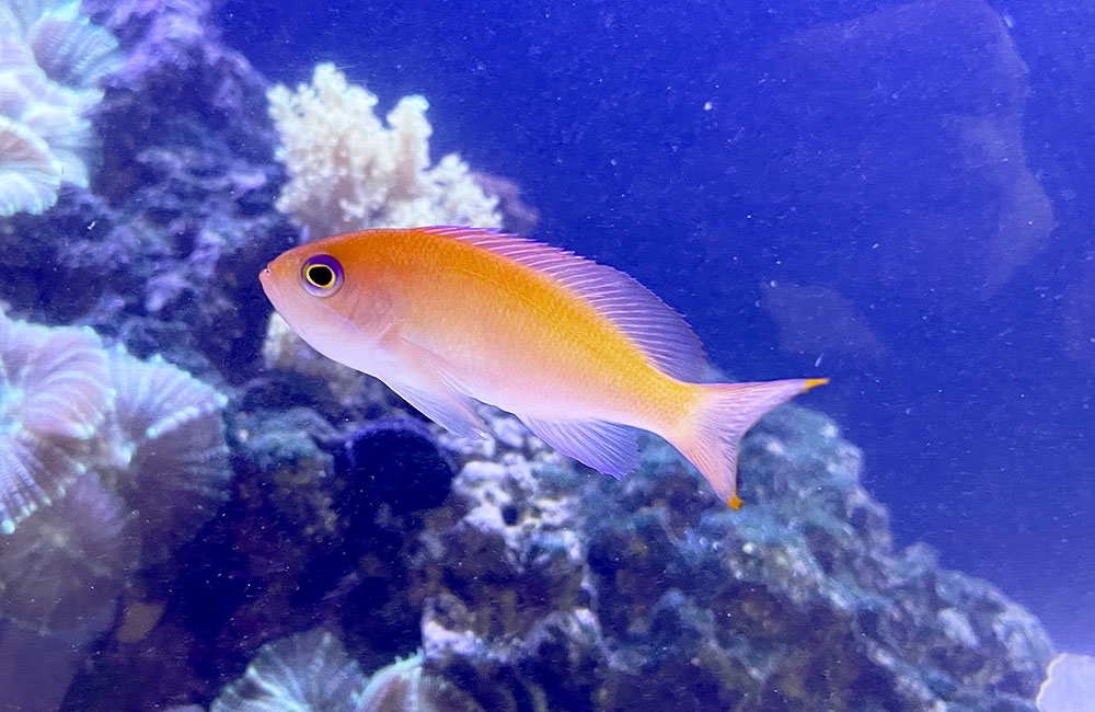 サンゴ礁を泳ぐオレンジ色の海水魚とソフトコーラル