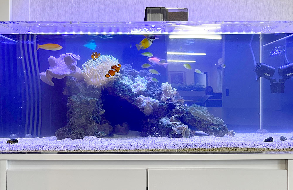 クマノミとイソギンチャクがいる海水魚水槽の全景