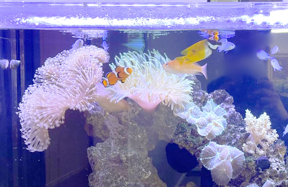 イソギンチャクとクマノミが泳ぐ海水魚水槽のレイアウト