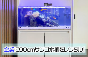 企業様の90cmサンゴ水槽！イソギンチャクやクマノミも育っています！