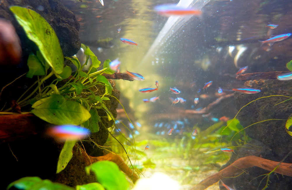 水草と流木の間を泳ぐネオンテトラの仲間の群れ