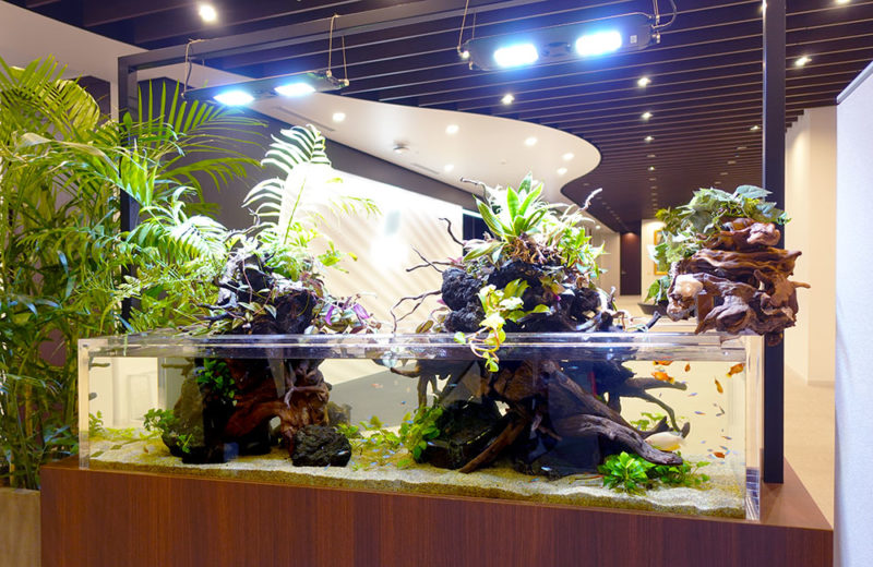 企業の150cm大型アクアテラリウム水槽のその後！新しい植物を導入しました 水槽画像５