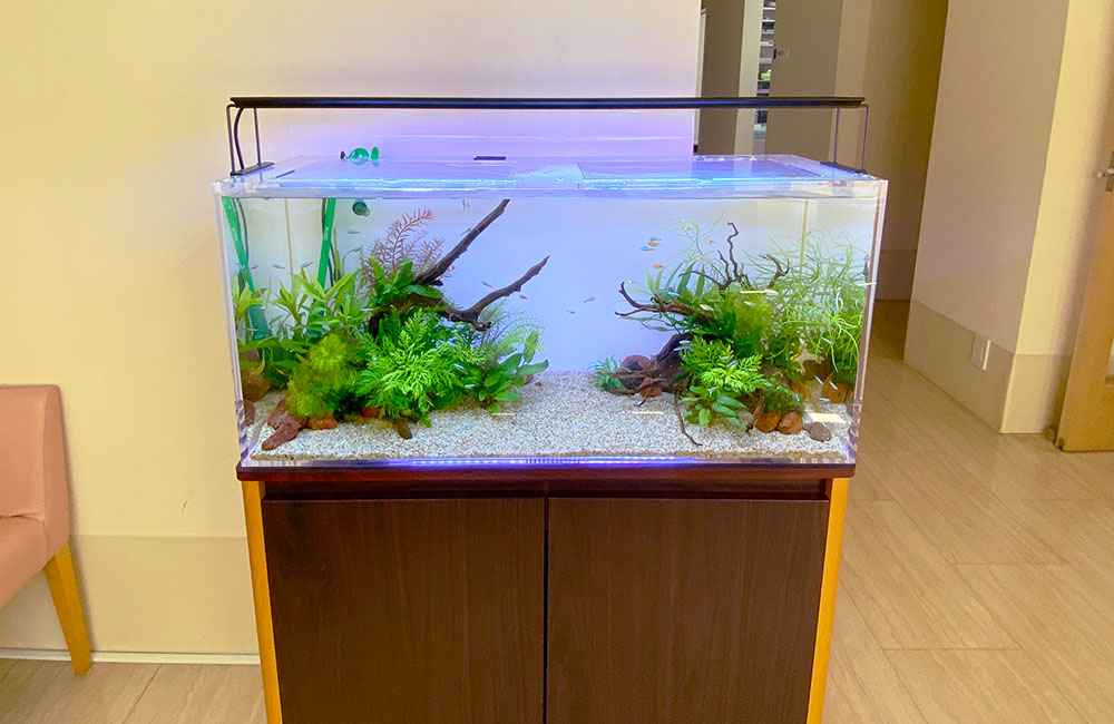 流木と水草を配置した室内設置の熱帯魚水槽