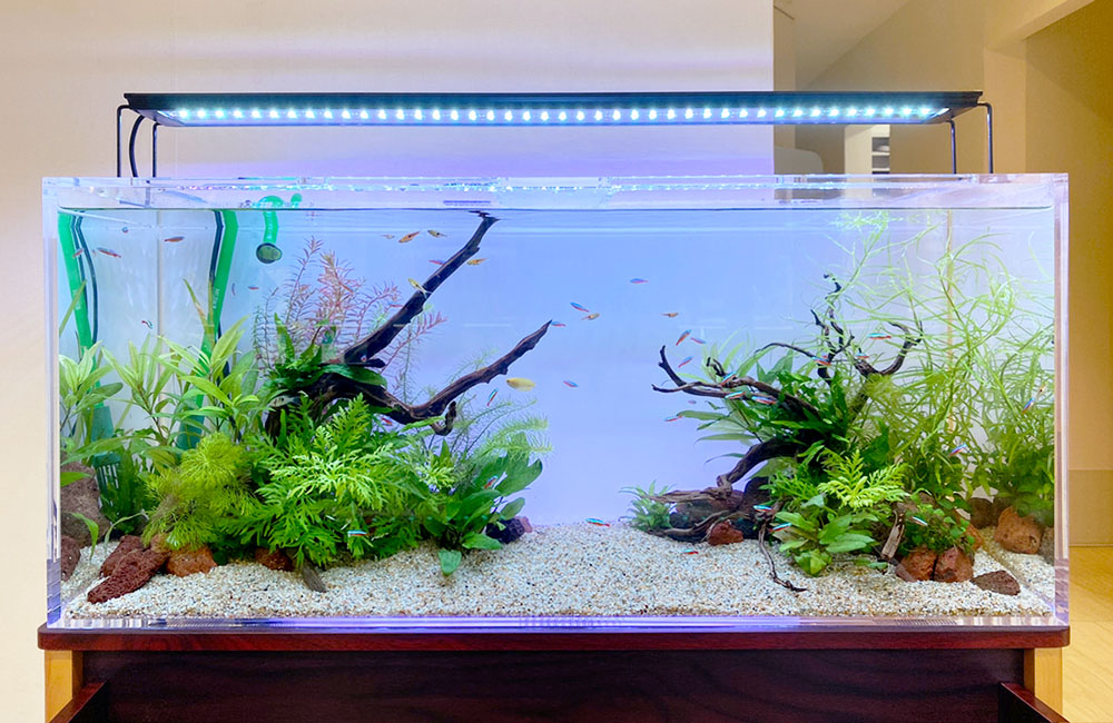 流木と水草を配置した砂底の淡水魚水槽の全景