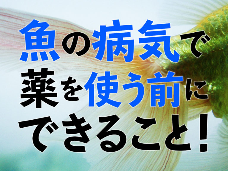 魚の病気で薬を使う前にできることの見出し画像
