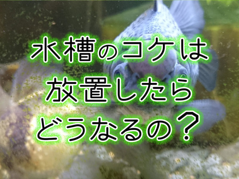 水槽のコケは放置したらどうなるの？の文字と金魚の見出し画像