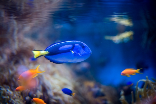 青い海水魚とオレンジ色の小魚が泳ぐサンゴ礁水槽の風景