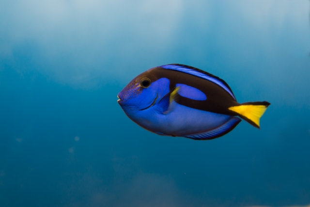 青い体色と黄色い尾びれが特徴的な海水魚のナンヨウハギ