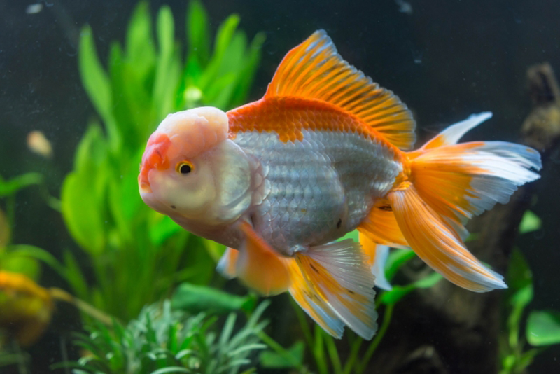 水草を背景に泳ぐオレンジと白の金魚と緑の水草