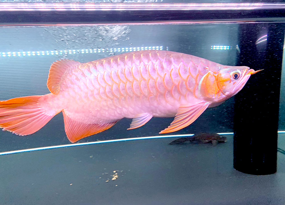 水槽内を泳ぐ赤みがかった大型のアロワナと底にいる魚