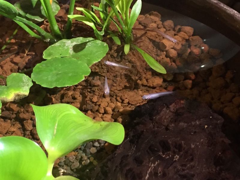 赤玉土を敷いた水槽で泳ぐメダカと水生植物
