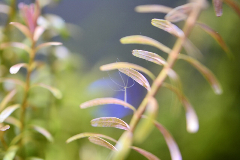 水草の葉に付着した白いヒドラと赤みを帯びた水草の葉