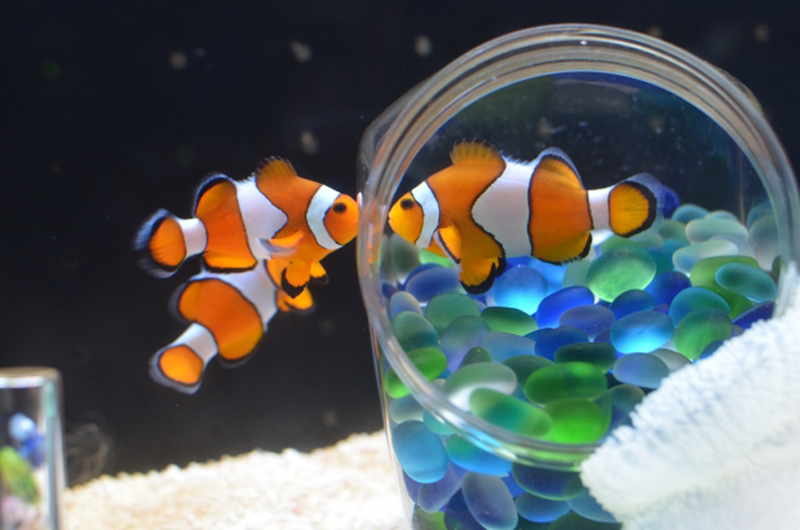 ガラス容器とクマノミの仲間と青いガラス玉の装飾品