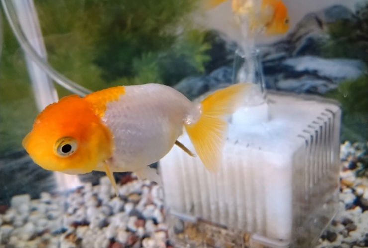 投げ込み式フィルターと金魚が泳ぐ水槽内壁の風景