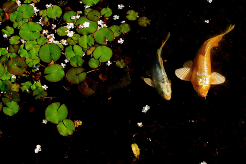 睡蓮の葉が浮かぶ池を泳ぐ金魚と白い小さな花