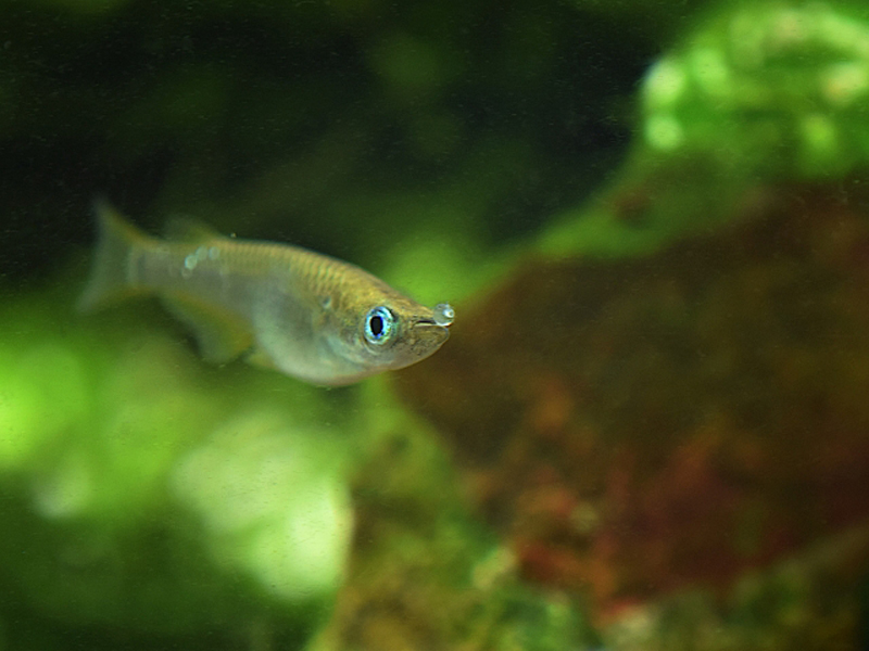 水草を背景に泳ぐ一匹のメダカと茶色の石
