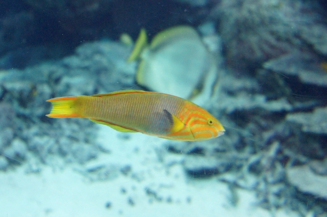 サンゴ礁を泳ぐ黄色いベラと背景の海水魚
