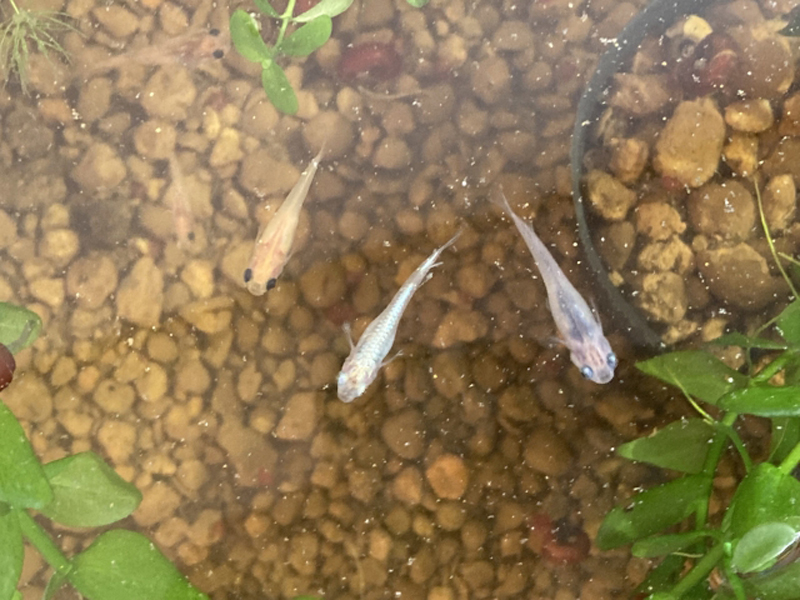 赤玉土を敷いた水槽を泳ぐ数匹のメダカと水草
