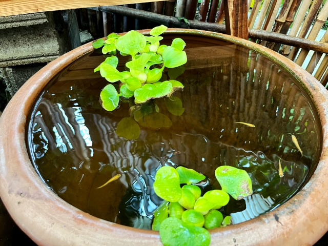 睡蓮鉢に浮かぶ水草と泳ぐ数匹のメダカ