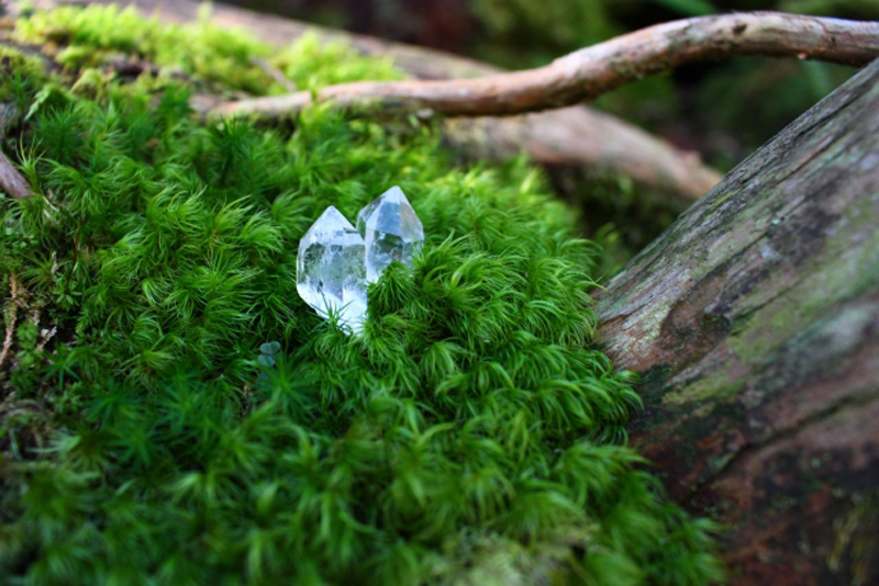 流木に群生する緑色の苔と透明な水晶の結晶