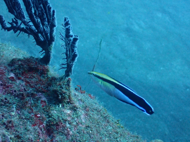 岩礁付近を泳ぐ黒いラインの入った海水魚とサンゴ類