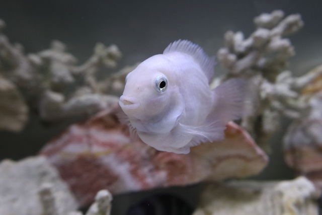 白いシクリッドの仲間と水槽内の飾りサンゴや岩石