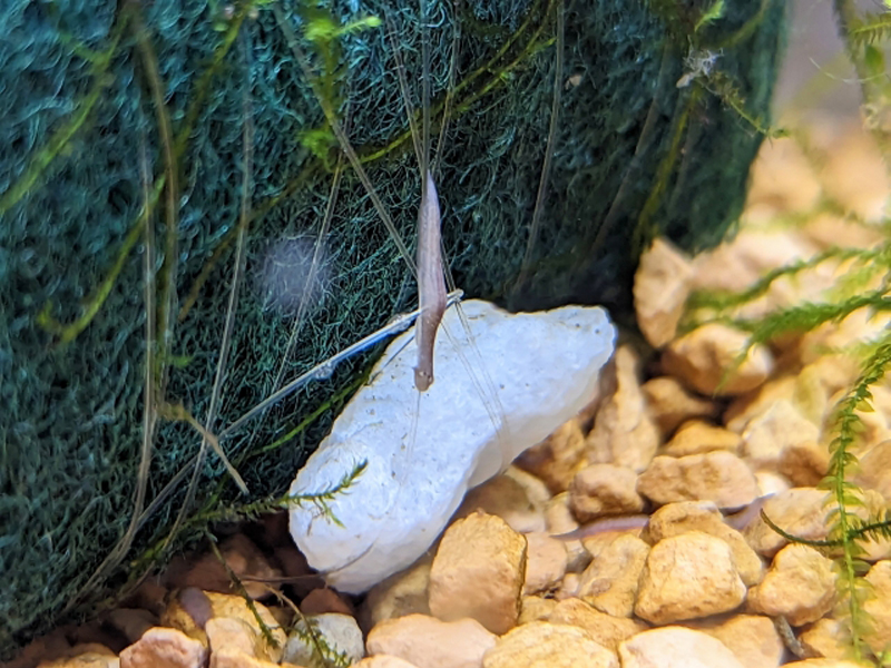 白い石に付着した水草の種子と底砂の砂利
